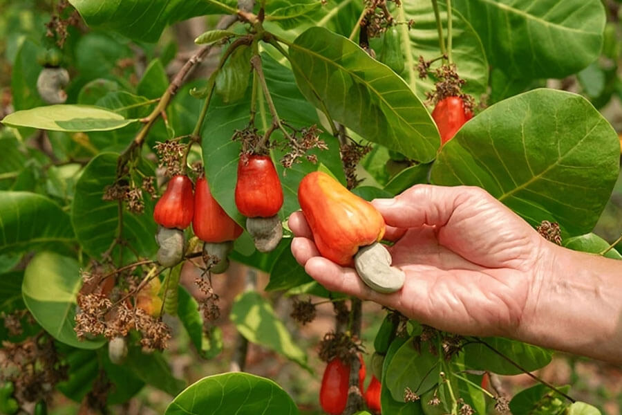 Cashew History