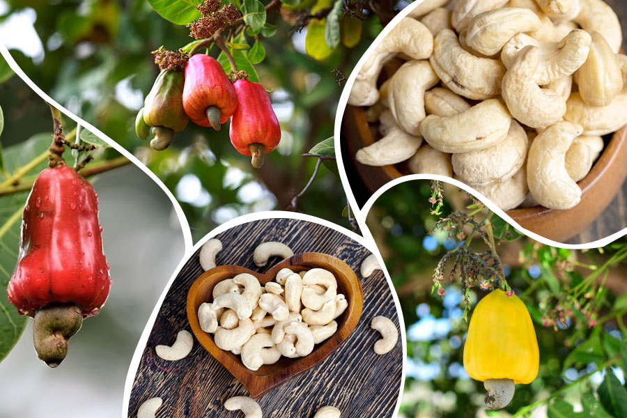 Raw Cashews